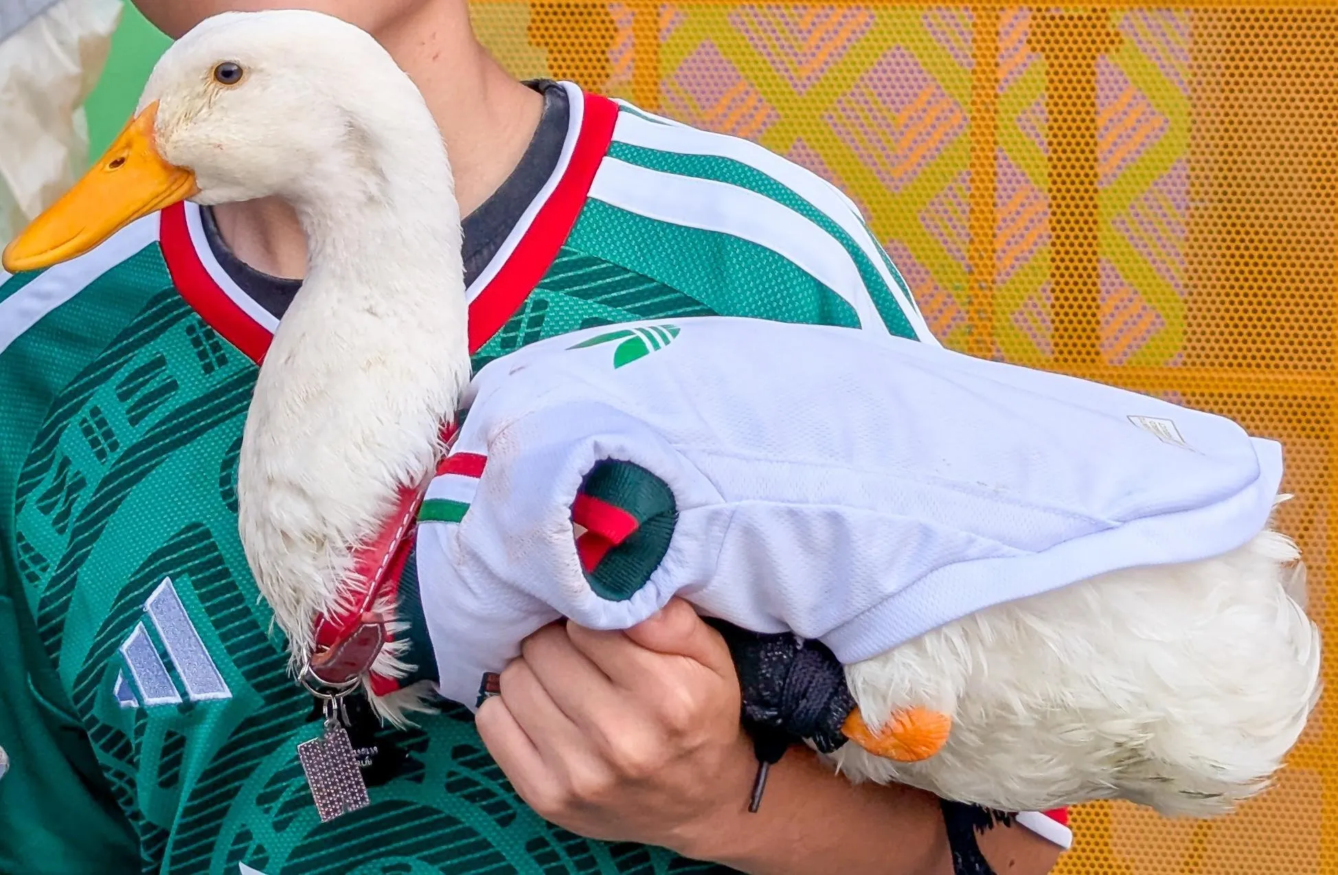 Mexican duck